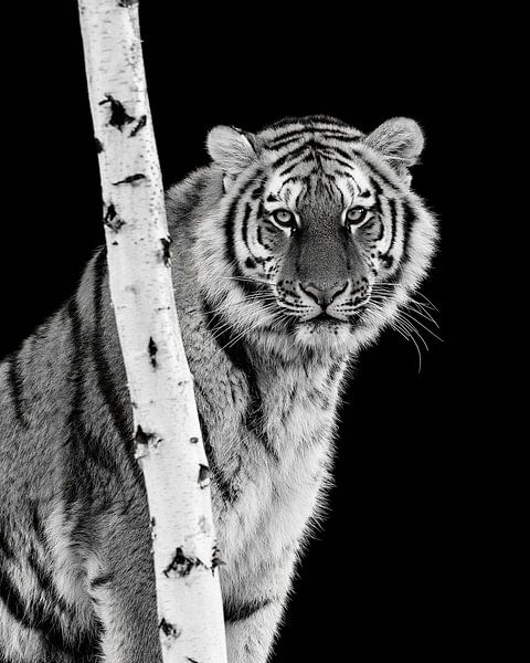 The intense gaze of a tiger by Patrick van Bakkum