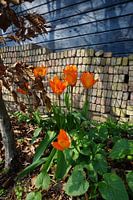 . Une journée ensoleillée au printemps.