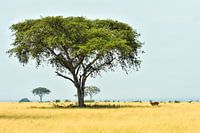 Impala in the typical African landscape / Nature photography / Uganda