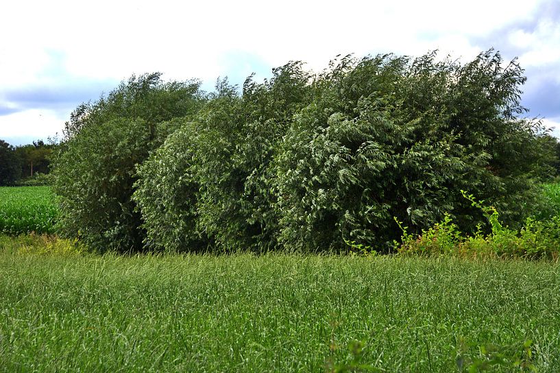 Wind 4 by Edgar Schermaul