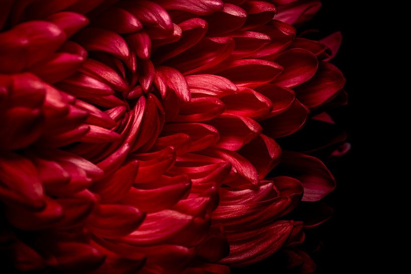 Red chrysanthemum by Onbegonnen werk