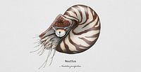 Fossile vivant, bigorneau commun ou nautile, Nautilus pompilius