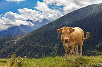 Cow on a mountain top