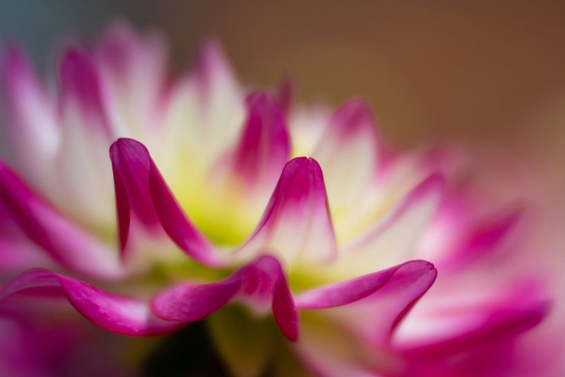 Diese Farben machen Sie glücklich, nicht wahr?! von Monique van Helden