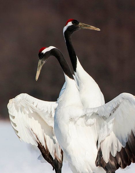 Red-crowned Cranes (Grus japonensis) by Beschermingswerk voor aan uw muur