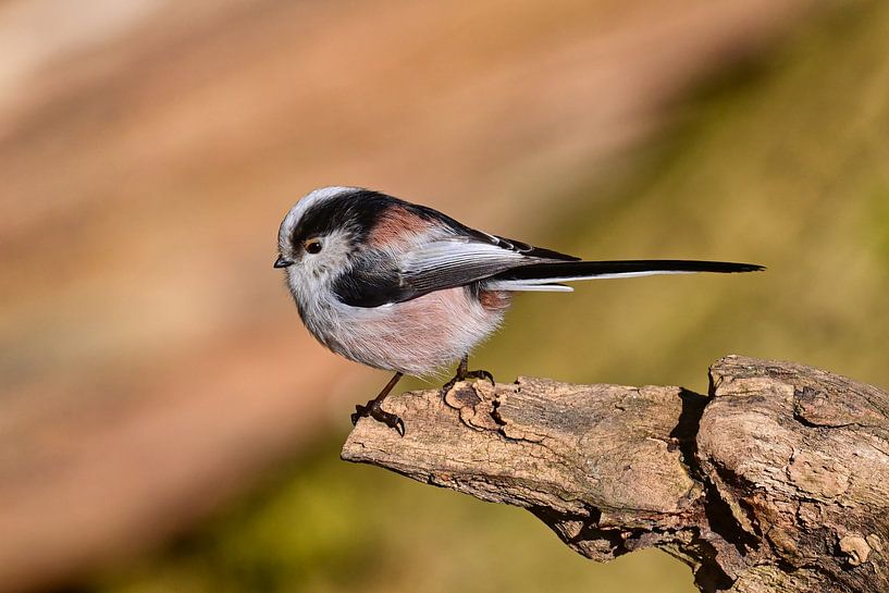 Schwanzmeise von Bernhard Kaiser
