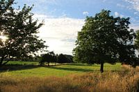 An open meadow with trees