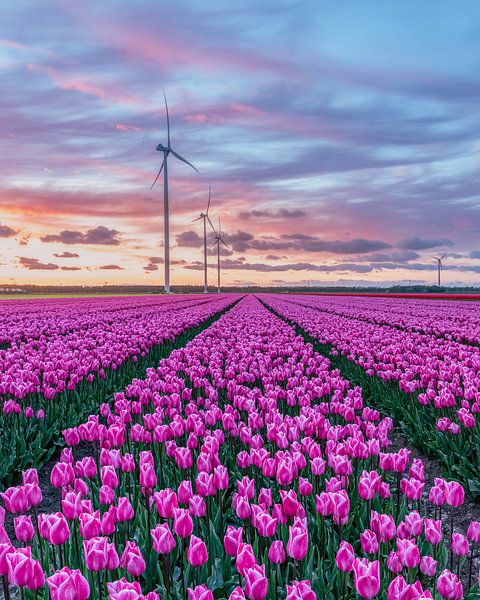 Tulips at sunset by Martijn Jacobs