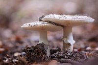 Paddenstoelen in de herfst.