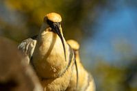 Black-masked ibis in the sun