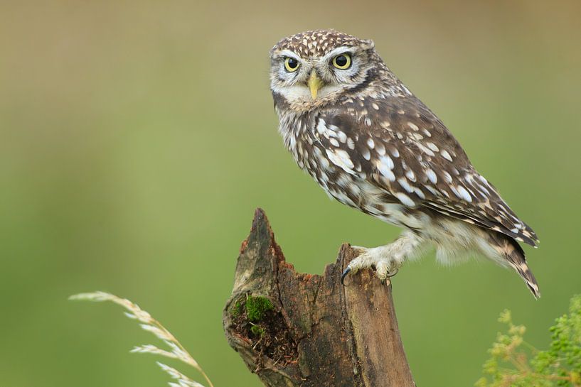 Kleine Eule auf Baumstamm von Jeroen Stel
