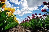 field of red and yellow tulips against a blue sky with sun and white clouds