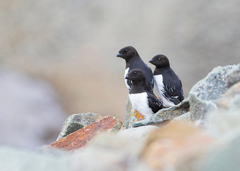 Drei in einer Reihe von Lennart Verheuvel