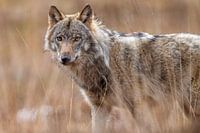 Le loup dans les hautes herbes