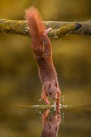 Eichhörnchen, wo seine Hände sind