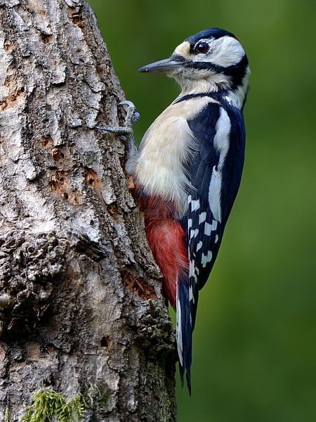 Pivert par Jan  Soeterbroek