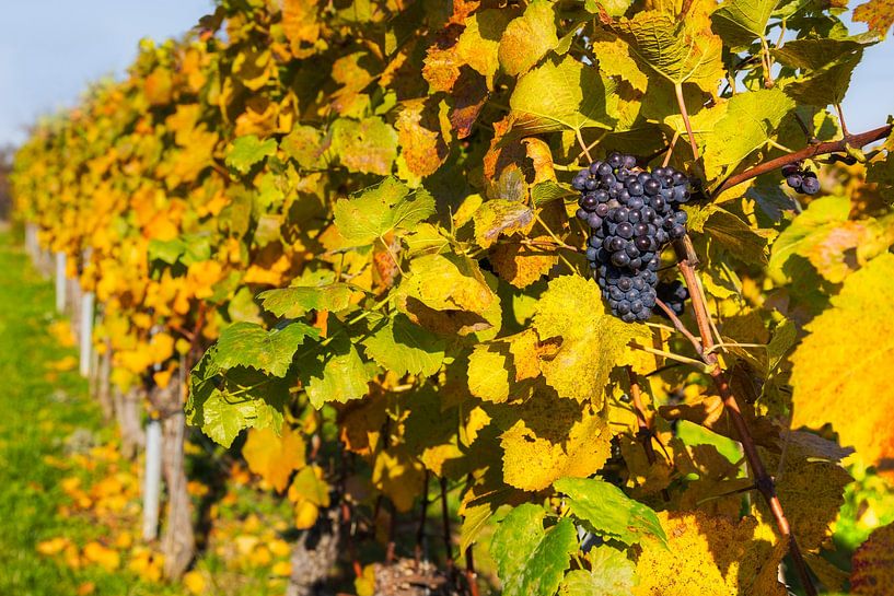 Raisin dans les feuilles de vigne d'automne par Daniela Beyer