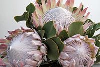 Protea 5