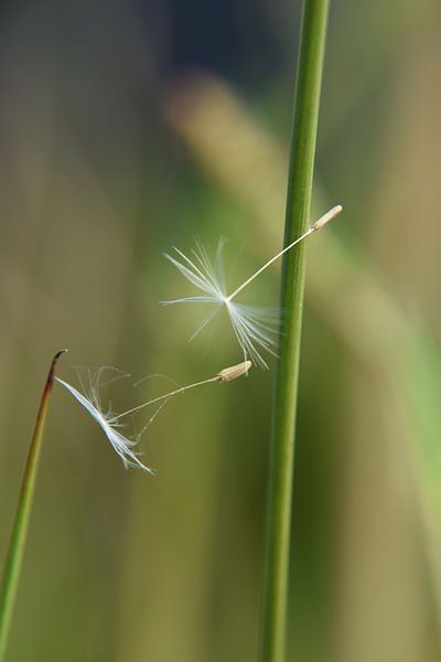 Vruchten van de paardenbloem in grassprieten gevangen by Willie Kamminga