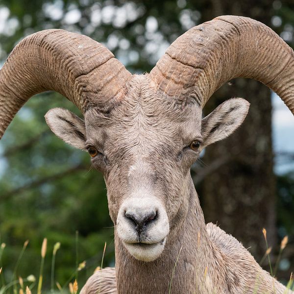 Bighorn sheep (Ovis canadensis), Kootenay National Park, British Columbia, Canada by Alexander Ludwig