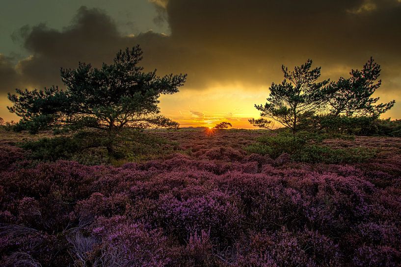 Sonnenuntergang zwischen 2 Bäumen von peterheinspictures
