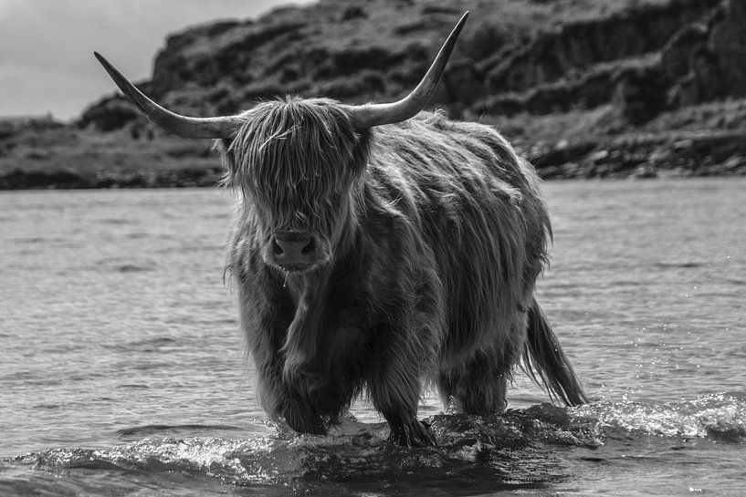 schottischen Hochlandrindern von Irene Dijkxhoorn