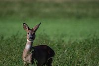 Le regard de la nature sauvage