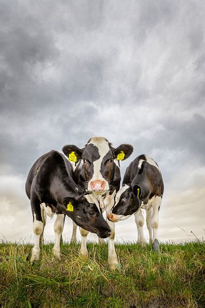 Kuriose Kälber von Jaap Terpstra