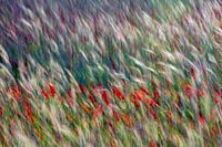 coquelicots dans le champ de maïs
