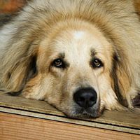 Belgischer Schäferhund