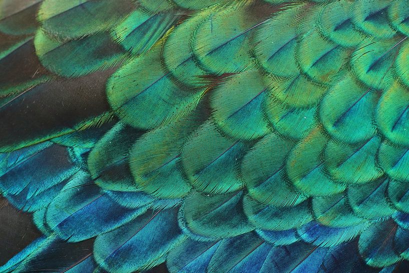 Federn eines grünen Pfaus von Ronald Pol