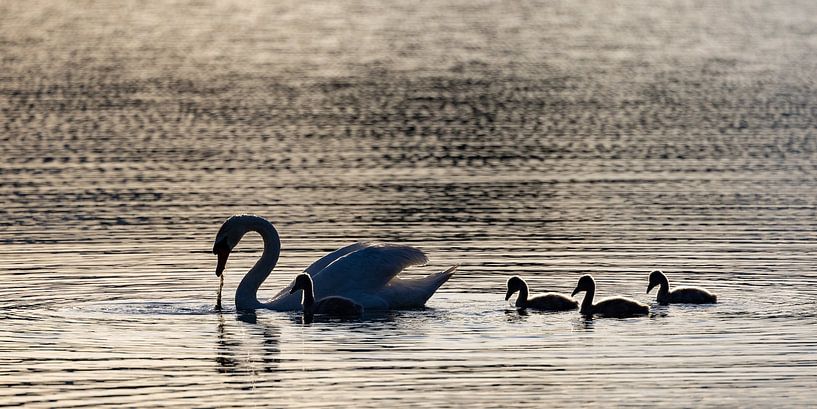 Swan with chick in backlight by Andreas Müller