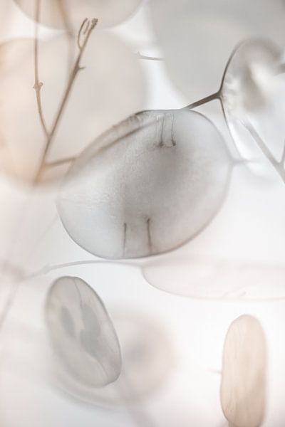 La justice au service de l'homme par Patricia van Kuik