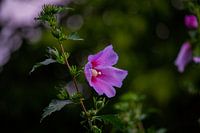 Après la pluie vient la floraison