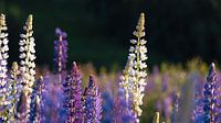 Lupin field at sunset