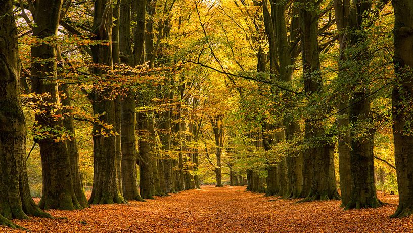 Beautiful autumn fairytale forest by Bram van Broekhoven