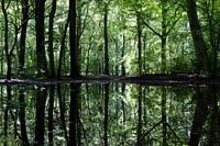 Spiegelung von Bäumen im Wald im Wasser