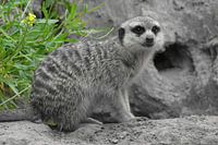 Meerkat ck