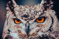 Der durchdringende Blick der Nacht