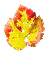Traubenblatt im Herbst