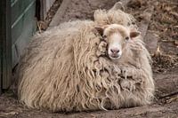 Un mouton d'Ouessant