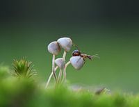 Mushroom and the Ant