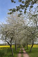 Cycle path, lined with blossoming apple trees