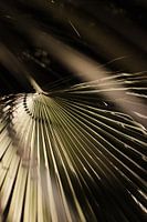 Feuille tropicale abstraite