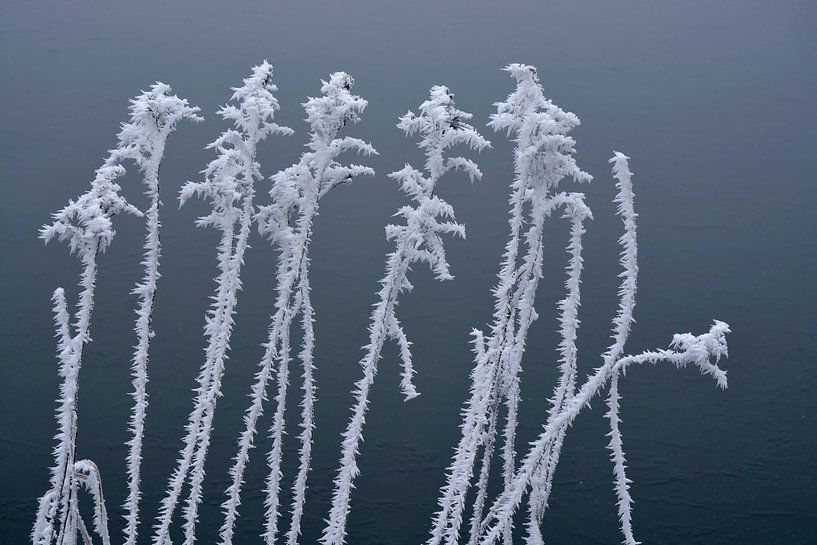 Plants with ice ripe on the waterfront by Trinet Uzun