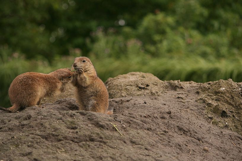 Prairie dogs by Lisanne Mudde