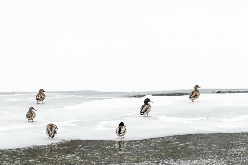 Des canards sur la glace à Yellowstone par Sjaak den Breeje