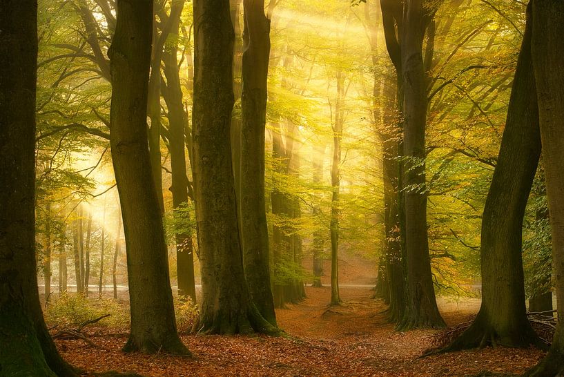 Fall Phenomenon by Ellen Borggreve