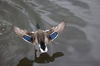 Fliegender Vogel auf der Flucht