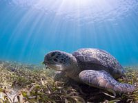 Meeresschildkröte neugierig sein